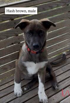 Hash Brown -  Cattle Dog Dog for Adoption in Vancouver, Washington - Hash Brown | PetCurious