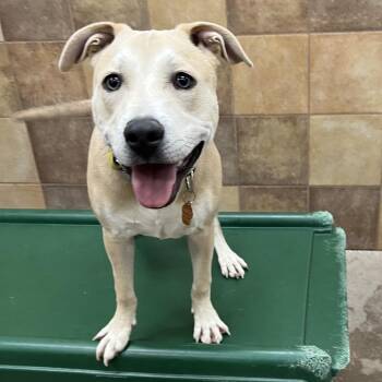 Labrador Retriever and Pit Bull Terrier Dogs Available for Adoption in Las Vegas, Nevada - Blue 53184 | PetCurious