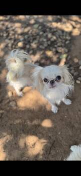 Daisy -  Japanese Chin Dog for Adoption in Cushing, Oklahoma - Daisy | PetCurious