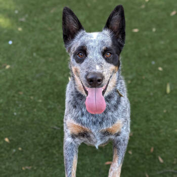 Rescue Australian Cattle Dog Blue Heeler Dogs for Adoption in Richmond, California - DINAH | PetCurious
