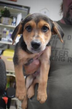 Doberman Pinscher and Mixed Breed Dogs Available for Adoption - Rufus (Lopez P3) | PetCurious