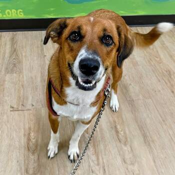 Rosie -  Collie and Labrador Retriever Dog for Adoption in Lyndhurst, Virginia - Rosie | PetCurious
