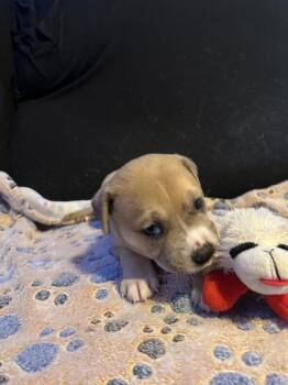 Twix - Lola Mae -  American Bulldog Dog for Adoption in Lakeland, Florida - Twix - Lola Mae | PetCurious