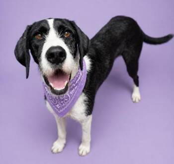 Stella & Georgie -  Great Dane and Poodle Dog for Adoption in Kutztown, Pennsylvania - Stella & Georgie | PetCurious