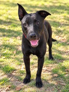Heather -  Labrador Retriever and Pit Bull Terrier Dog for Adoption in Nashville, Tennessee - Heather | PetCurious