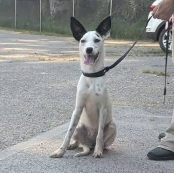 Moo Moo -  Rat Terrier and Australian Shepherd Dog for Adoption in Melbourne, Kentucky - Moo Moo | PetCurious