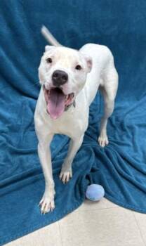 CHEF -  Pit Bull Terrier Dog for Adoption in Killeen, Texas - CHEF | PetCurious