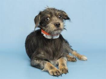 Schnauzer and Yorkshire Terrier Dogs Available for Adoption in Phoenix, Arizona - BILLY | PetCurious