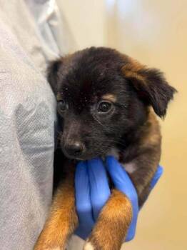 Kyli (GA) -  Shepherd Dog for Adoption in New York, New York - Kyli (GA) | PetCurious