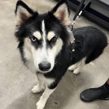 Kodak -  Siberian Husky and Husky Dog for Adoption in Tampa, Florida - Kodak | PetCurious