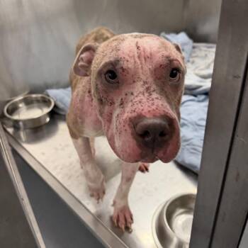Cheesecake -  Pit Bull Terrier Dog for Adoption in Northbrook, Illinois - Cheesecake | PetCurious