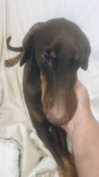 Rescue Doberman Pinscher Dogs for Adoption in Houston, Texas - Hazel! Sweetest Girl! | PetCurious