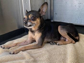 ANGELICA -  Chihuahua Dog for Adoption in Tustin, California - ANGELICA | PetCurious