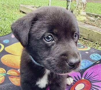 Black Labrador Retriever and Flat Coated Retriever Dogs Available for Adoption in Andover, Massachusetts - Emerald Sparkly | PetCurious