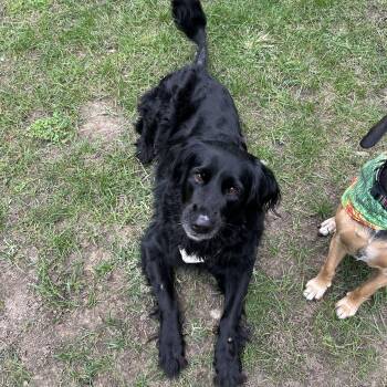 Mack -  Black Labrador Retriever and Flat Coated Retriever Dog for Adoption in Oswego, Illinois - Mack | PetCurious