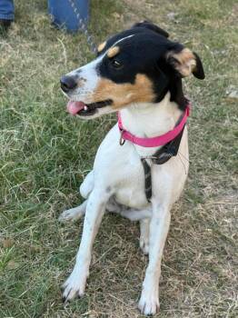 Rescue Jack Russell Terrier Dogs for Adoption in Dripping Springs, Texas - Jackie | PetCurious
