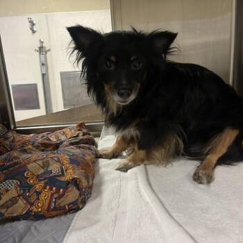 Oliver -  Mixed Breed Dog for Adoption in Palm Springs, California - Oliver | PetCurious