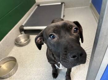 Pit Bull Terrier Dogs Available for Adoption - HORTON | PetCurious