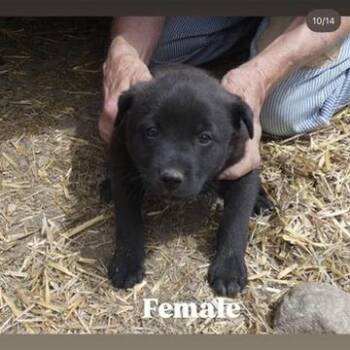 Shepherd and Mixed Breed Dogs Available for Adoption in Tacoma, Washington - Scooter | PetCurious