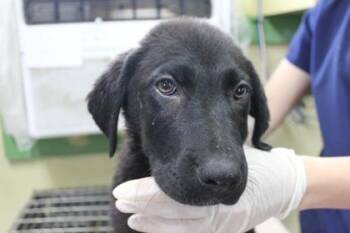 Labrador Retriever and Mixed Breed Dogs Available for Adoption in Picayune, Mississippi - Ajax | PetCurious