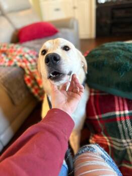 Rescue Golden Retriever and Labrador Retriever Dogs for Adoption in Fort Worth, Texas - Eeyore | PetCurious