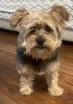Sky PKA Ava NKA Dixie -  Yorkshire Terrier Dog for Adoption in Dallas, Texas - Sky PKA Ava NKA Dixie | PetCurious