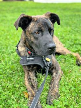 Rescue German Shepherd Dog and Mastiff Dogs for Adoption in Redondo Beach, California - Milo Is A Good Boy! | PetCurious