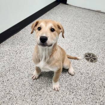 Great Pyrenees and Shepherd Dogs Available for Adoption - Amor | PetCurious