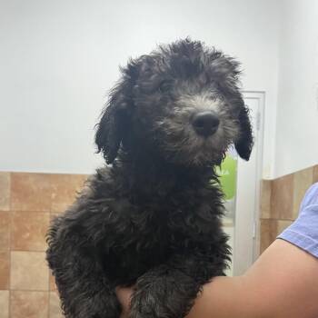 Mixed Breed Dogs Available for Adoption in Spokane, Washington - Scott | PetCurious