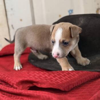 Porter -  Corgi and Jack Russell Terrier Dog for Adoption in Atlanta, Texas - Porter | PetCurious