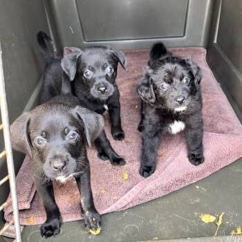 Clove -  Black Labrador Retriever and Australian Shepherd Dog for Adoption in Springboro, Ohio - Clove | PetCurious