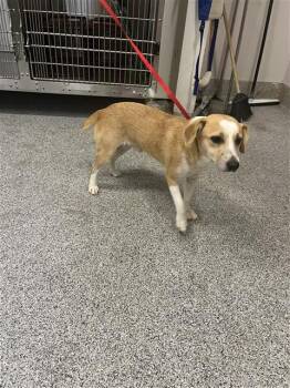 A660627 -  Beagle and Basset Hound Dog for Adoption in Houston, Texas - A660627 | PetCurious