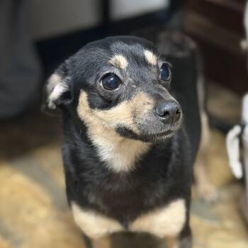 Juju -  Chihuahua Dog Available for Adoption in Columbia, South Carolina - Juju | PetCurious