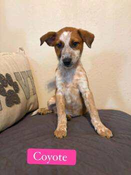 Coyote -  Australian Cattle Dog Blue Heeler Dog for Adoption in Salamanca, New York - Coyote | PetCurious