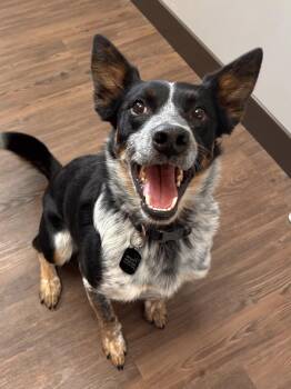 Cattle Dog Dogs Available for Adoption in Dallas, Texas - Whiskey | PetCurious