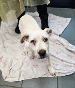Petal -  Mixed Breed Dog for Adoption in Nashville, Tennessee - Petal | PetCurious