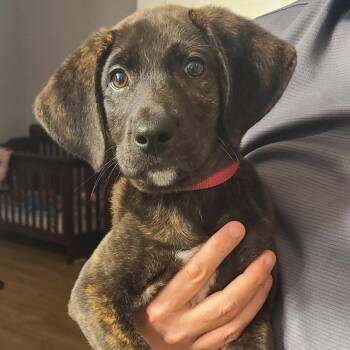 Labrador Retriever Dogs Available for Adoption in Krum, Texas - Rue | PetCurious