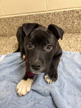 Pit Bull Terrier and Mixed Breed Dogs Available for Adoption in Westland, Michigan - Francesca | PetCurious