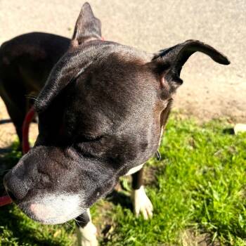 Faye -  Mixed Breed Dog for Adoption in Brookhaven, New York - Faye | PetCurious