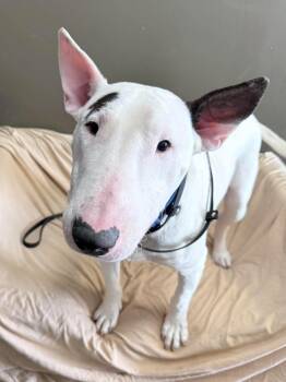 Bull Terrier Dogs Available for Adoption in New York, New York - 26-037 Kenny | PetCurious
