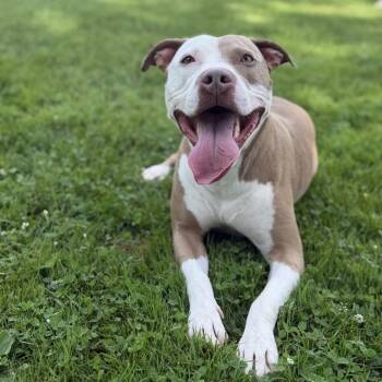 Onyx -  Pit Bull Terrier and Mixed Breed Dog for Adoption in Ashtabula, Ohio - Onyx | PetCurious