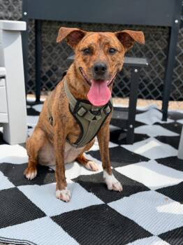 Zucchini -  Cattle Dog and Mixed Breed Dog for Adoption in Savage, Minnesota - Zucchini | PetCurious