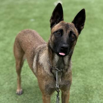 Marigold - ECAS -  Belgian Shepherd Malinois and Mixed Breed Dog for Adoption in Pleasanton, California - Marigold - ECAS | PetCurious