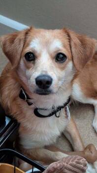 Dachshund and Chihuahua Dogs Available for Adoption - Chicklet | PetCurious