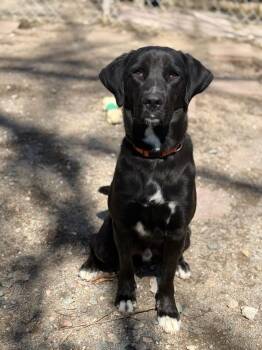 Rescue Black Labrador Retriever Dogs for Adoption in Richmond, Virginia - Otto | PetCurious