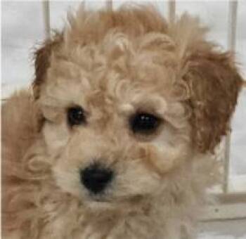 Cavapoo Dogs Available for Adoption - #256 Pollo | PetCurious