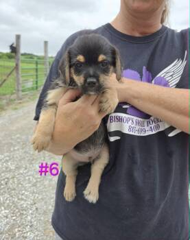 Fiddle -  Rat Terrier and Yorkshire Terrier Dog for Adoption in Waterloo, Illinois - Fiddle | PetCurious