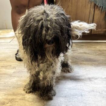 Zepplin -  Australian Shepherd and Miniature Poodle Dog for Adoption in Hinesville, Georgia - Zepplin | PetCurious