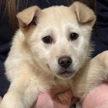 Husky Dogs Available for Adoption - Cupid | PetCurious