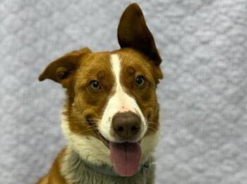 Border Collie and Mixed Breed Dogs Available for Adoption - Petunia | PetCurious